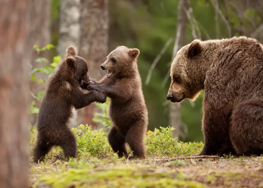 Viața de familie a Urșilor bruni