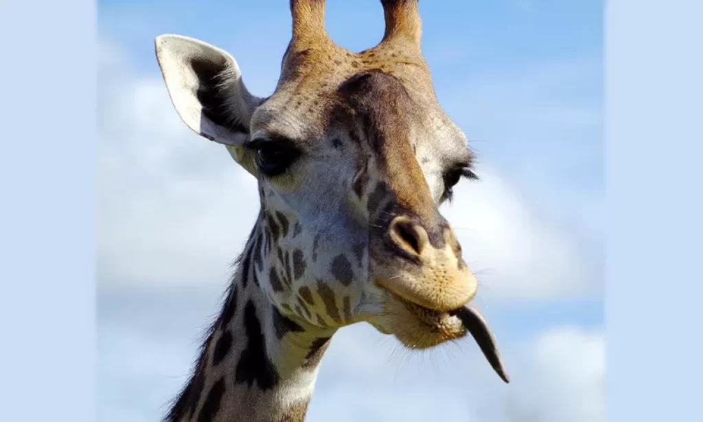 Girafa. Curiozități despre animale.