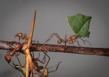 curiozități-despre-furnici