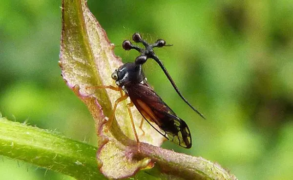 Bocydium globulare. Cicada (lăcusta) braziliană