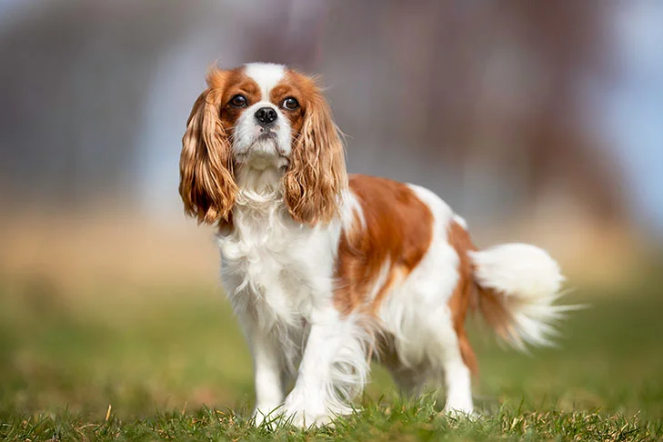 Cavalier King Charles Spaniel. Rase de câini de talie mică. Cele mai mici rase de câini - cățeluși sau căței de jucărie.