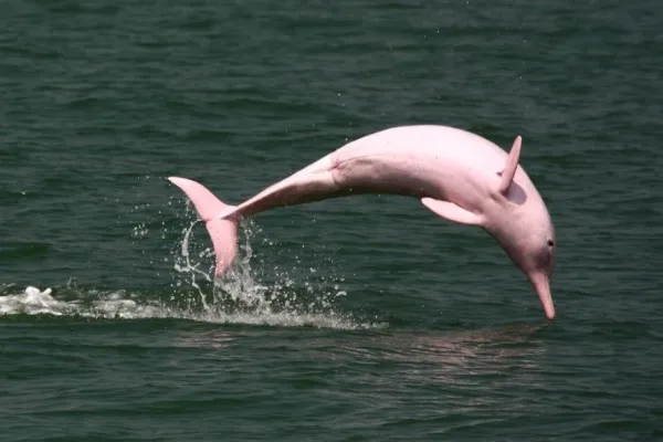Delfinul roz