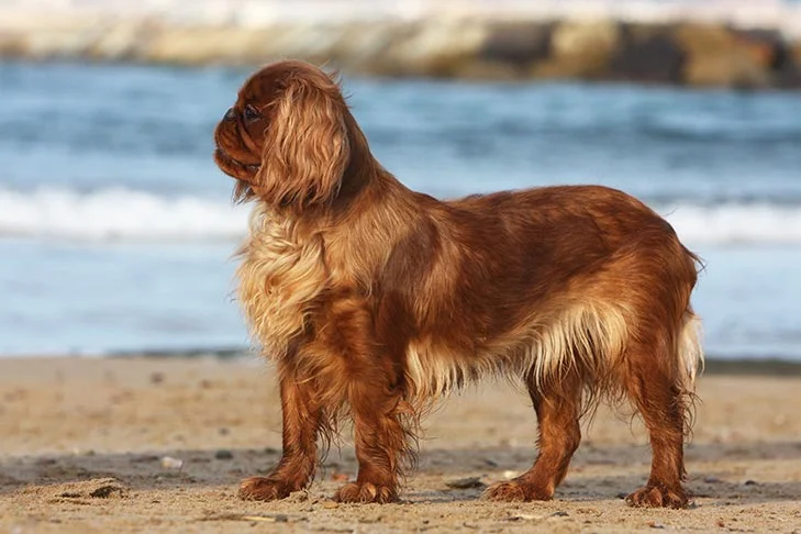 English-Toy-Spaniel-standing-in-profile-on-the-beach