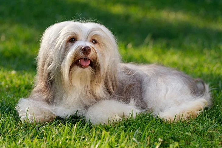 Havanez în iarbă. Rase de câini de talie mică. Cele mai mici rase de câini - cățeluși sau căței de jucărie.