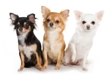 Cele mai mici rase de câini - cățeluși sau căței de jucărie.