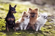 Miniature-Pinscher-two-Chihuahuas-and-a-Pomeranian-sitting-together-outdoorsMiniature-Pinscher-two-Chihuahuas-and-a-Pomeranian-sitting-together-outdoors. Curiozități despre câini. Câinele - cel mai bun prieten al omului.