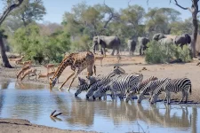10 animale celebre care trăiesc doar în Africa