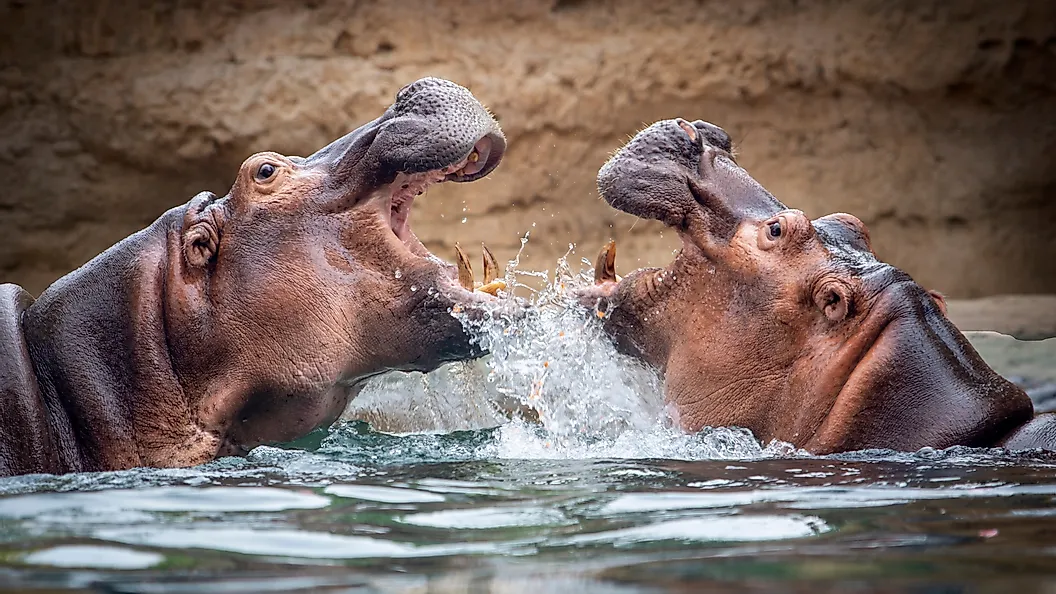 Hipopopotami luptându-se în apă