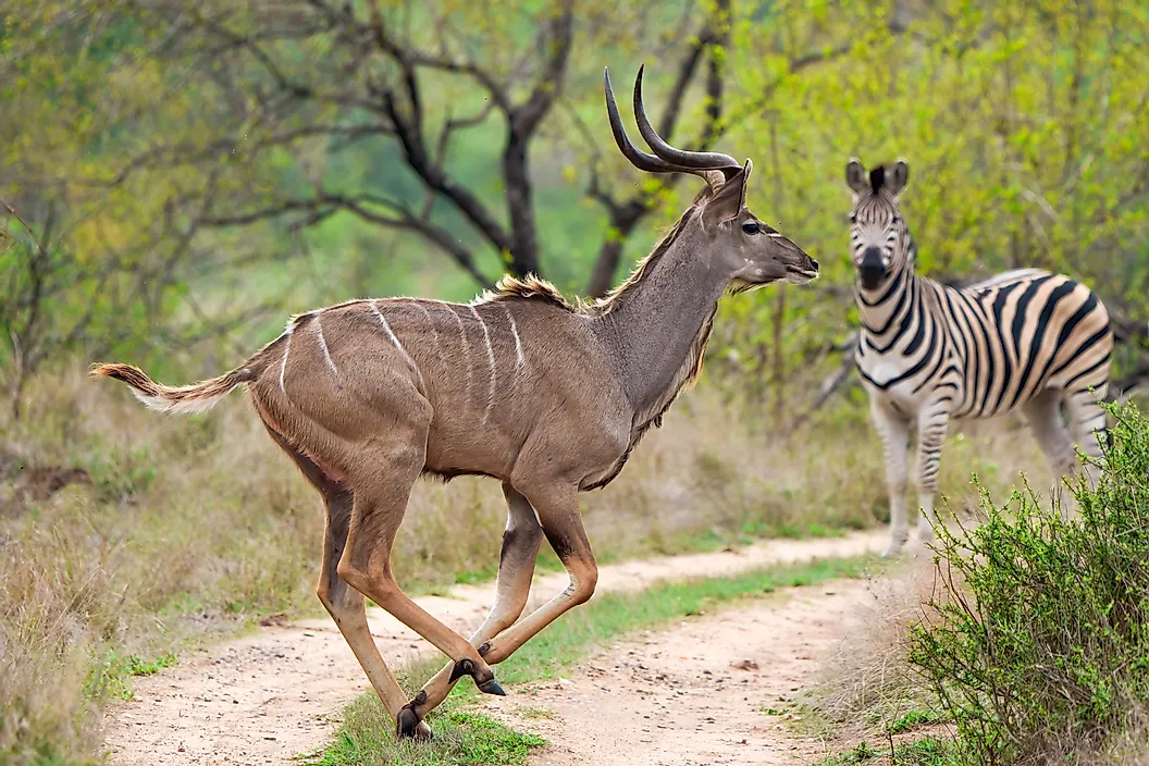 Mascul de kudu mare galopând cu o zebră 