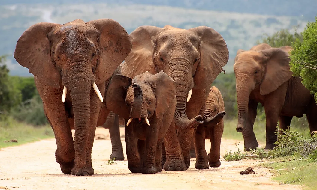 O turmă de elefanți africani cu femele și pui