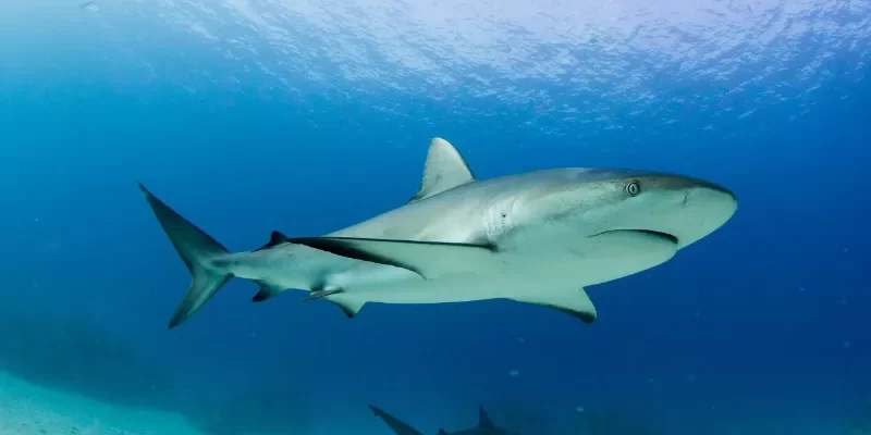Cât de periculoși sunt rechinii?