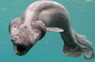 Care sunt cele mai ciudate animale din lume?