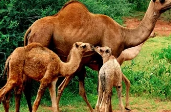 Intrebari și raspunsuri – Animale sălbatice– Test