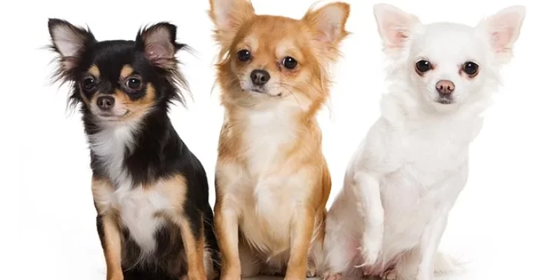 21 Rase de câini de talie mică – talie, greutate, speranța de viață și caracter