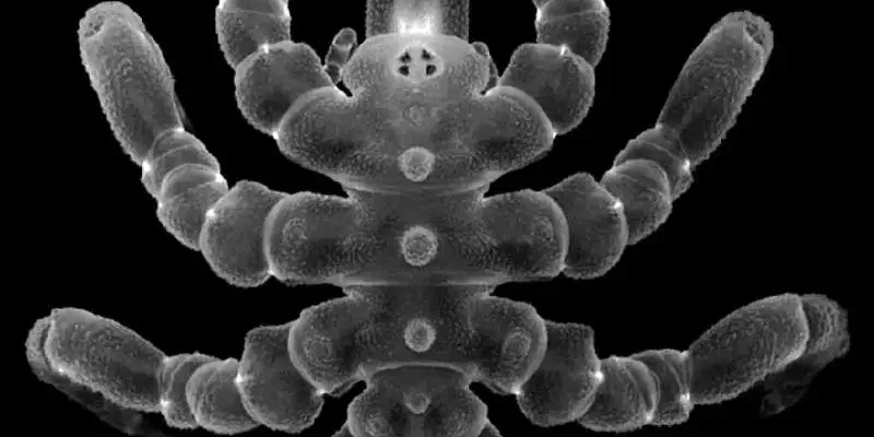 Păianjenii de mare își pot regenera anusul