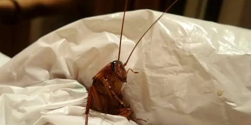 Gândacii de bucătărie sunt dezgustați de oameni? Curiozități despre insecte.