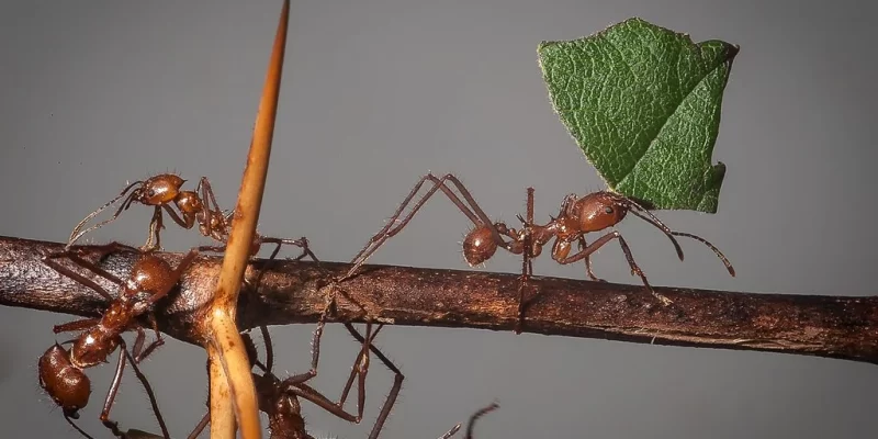 Curiozități despre furnici. Lucruri interesante despre insecte mici – Furnicile.